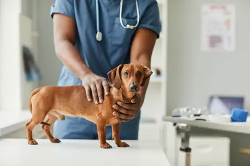 All About IVDD in Dogs