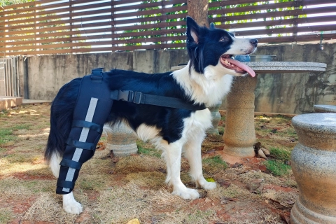 What is ACL/ CCL in dogs?