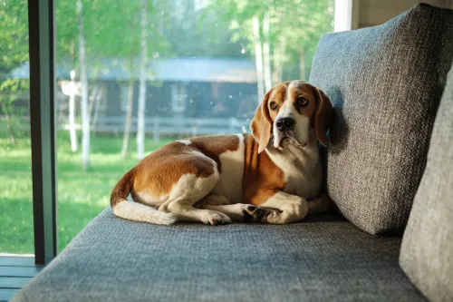 Common Knee Problems in Dogs