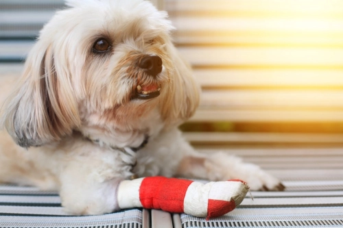 How Do You Treat a Sprained Wrist on a Dog?