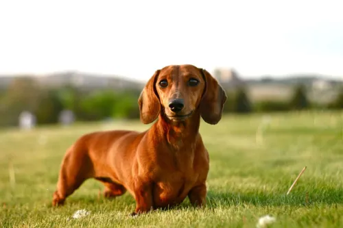 Do Back Braces Work for Dogs?