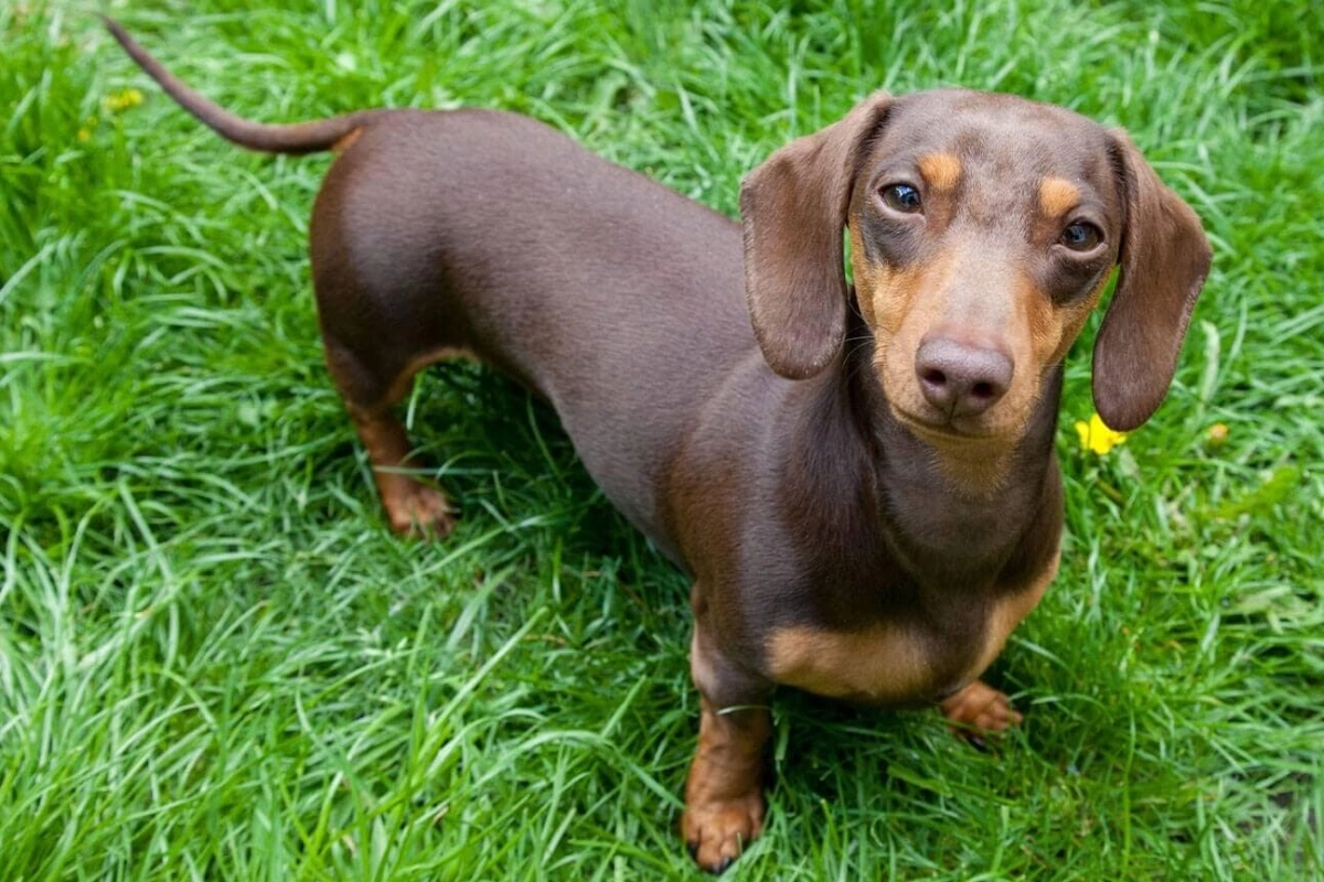 How to Tell if Your Dog has IVDD?