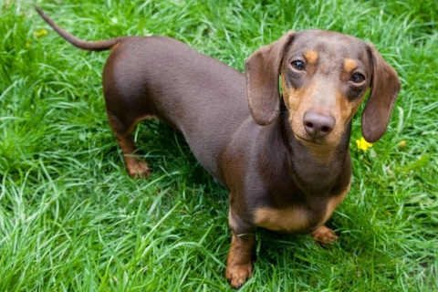 How to Tell if Your Dog has IVDD?