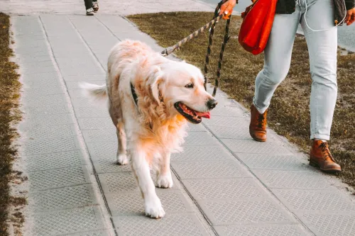 How Can I Tell and Help My Limping Dog?