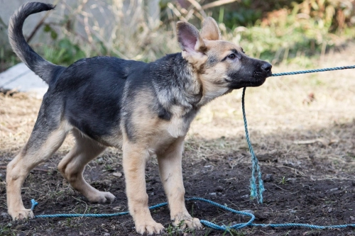 Can Heal a Dog's ACL without Surgery?