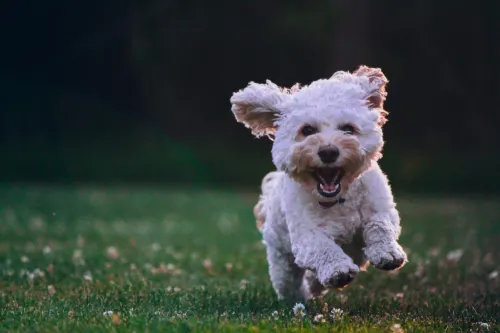 What can I do for my dog before and after torn ACL?