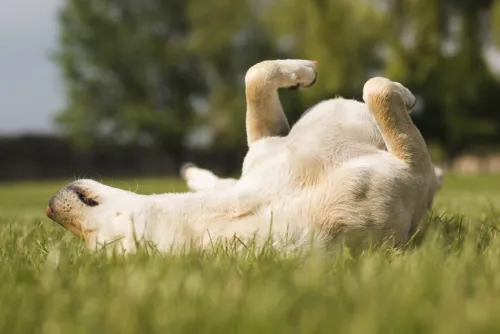 Shoulder and Joint Ligament and Tendon Conditions in Dogs