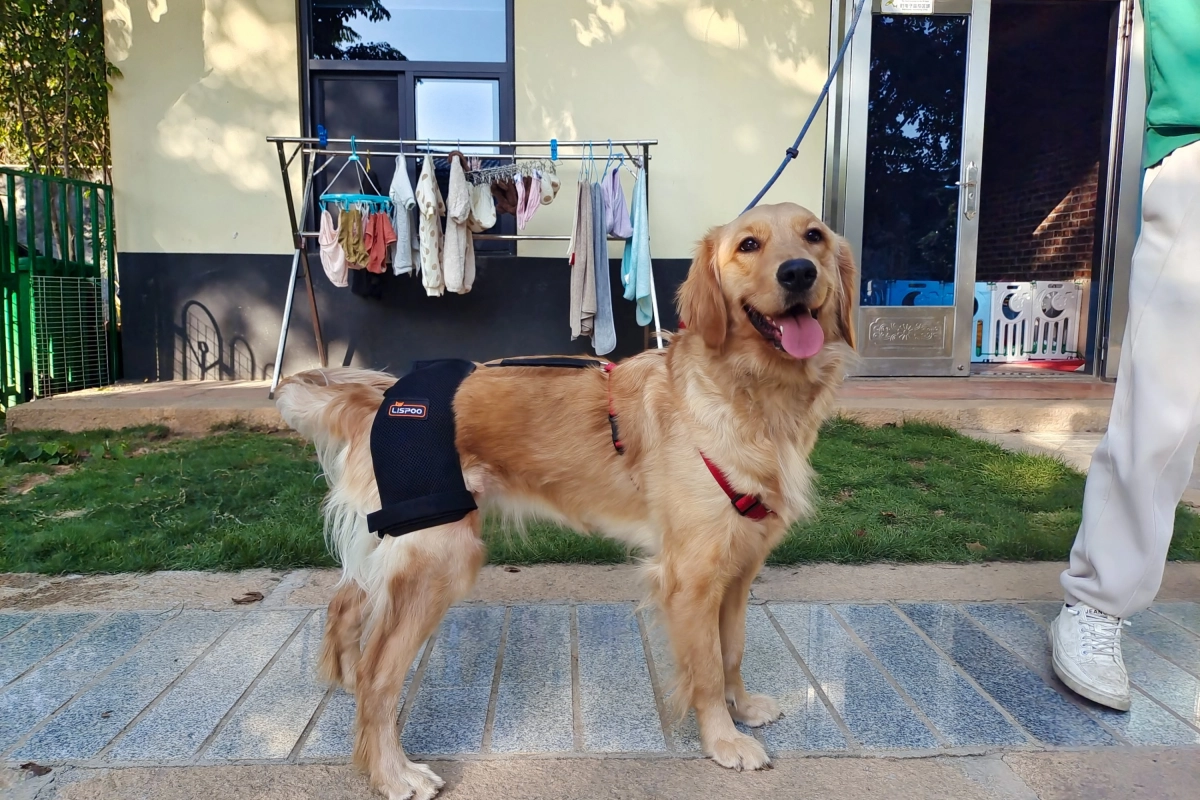 Best Dog Hip Brace For Sale | LOVEPLUSPET