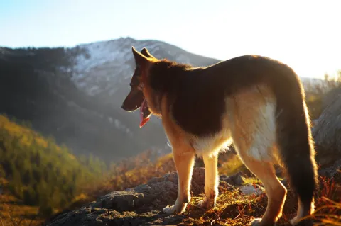 How to Treat Dog Hip Dysplasia Without Surgery?
