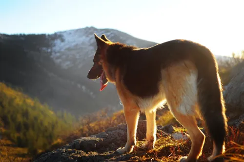 How to Treat Dog Hip Dysplasia Without Surgery?