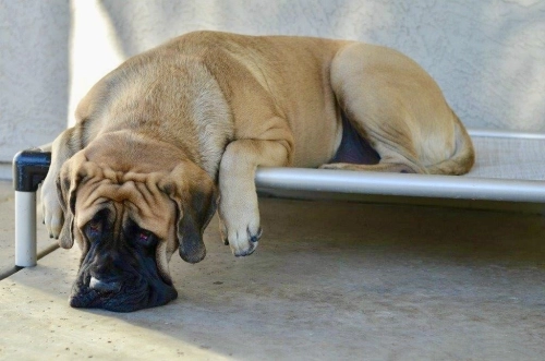 How To Care for and Prevent Elbow Calluses in Dogs