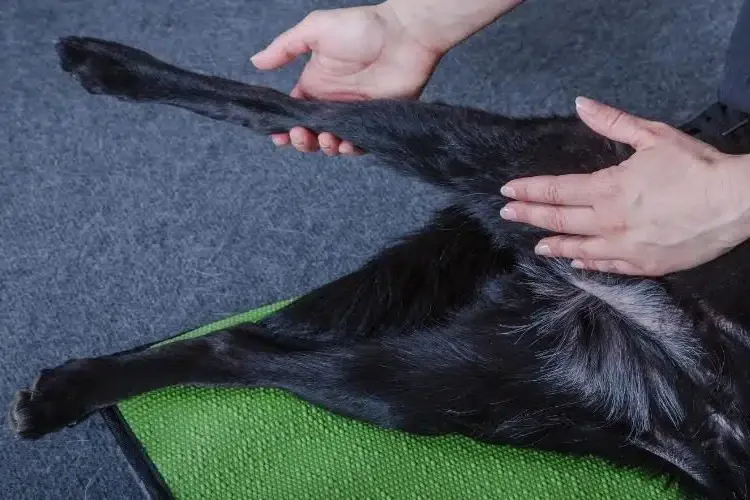 Best Dog Hip Dysplasia Support Brace For Sale | LOVEPLUSPET