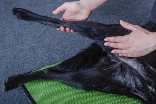 Is Surgery the Best Treatment for Hip Dysplasia?