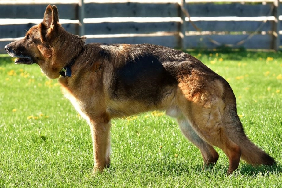 What are the first signs of hip dysplasia in dogs?