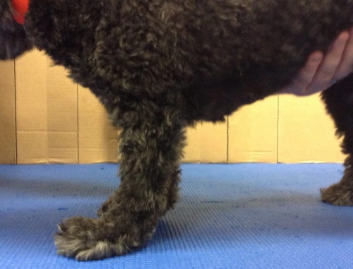 What Causes Carpal Hyperextension in Dogs?