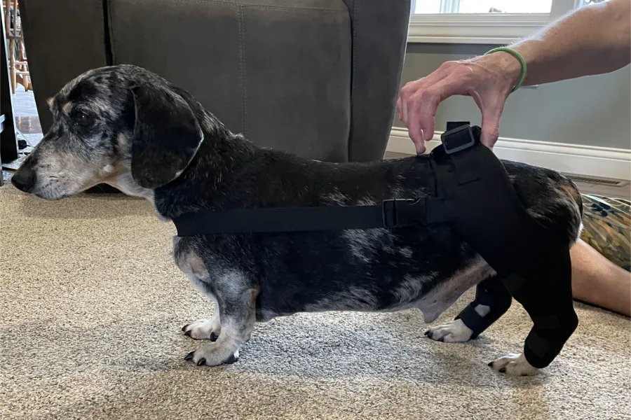 Do Leg Braces Help Dogs with Arthritis? Lovepluspet