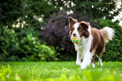 How to Relieve Your Dog's Arthritis Pain?