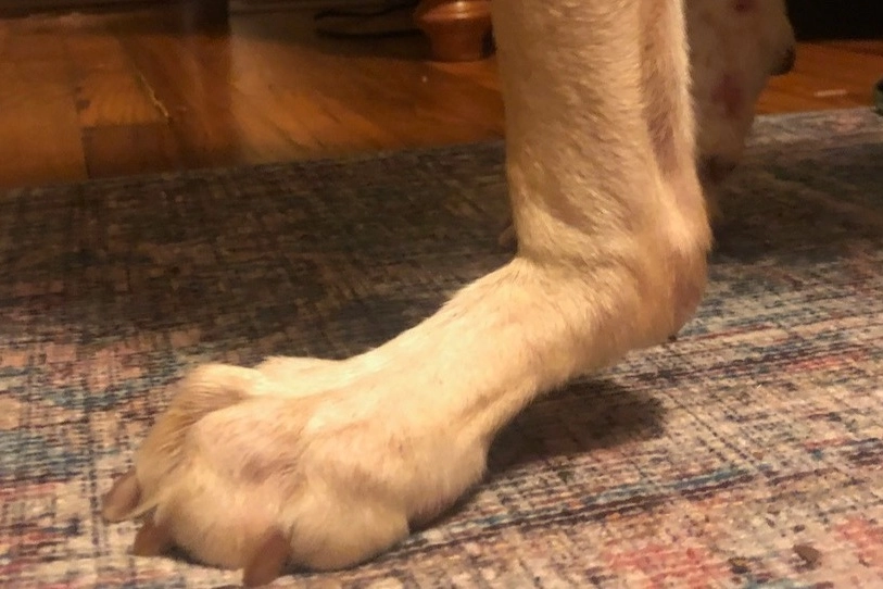 How to treat Dog Carpal Hyperextension?