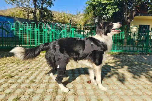 How do Knee Braces Work for Torn CCL in Dogs?