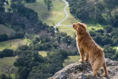 How to Prevent Hip Dysplasia in Dogs?