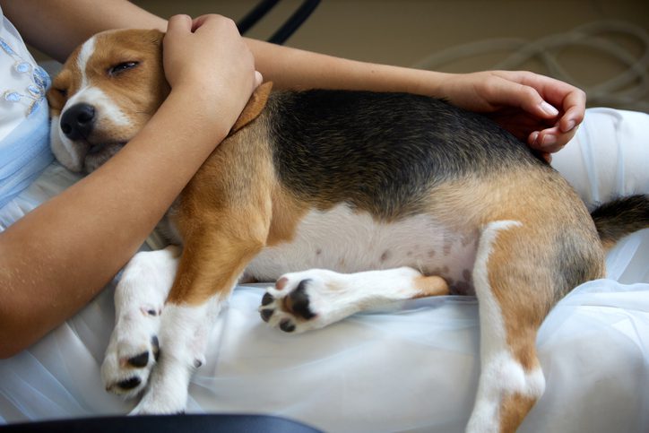 How to Prevent Hip Dysplasia in Dogs? | Lovepluspet