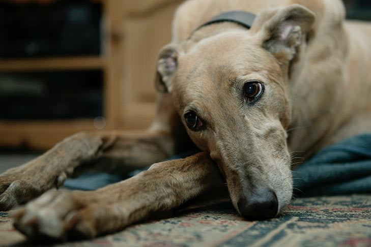 What can a Dog Front Leg Sling Help? | Lovepluspet