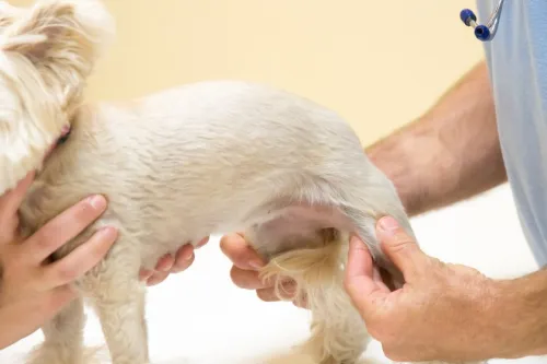 How to Prevent and Recover from Luxating Patella?