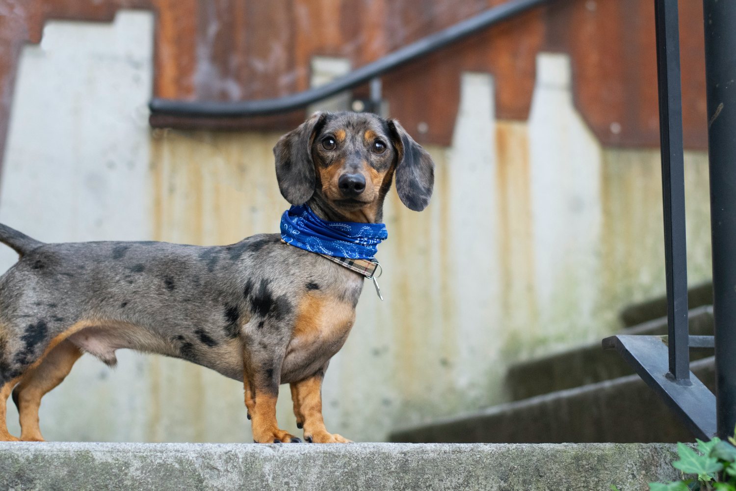 How a Dog Back Brace Relieve the Back Pain? | Lovepluspet