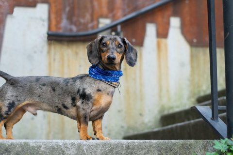 How a Dog Back Brace Relieve the Back Pain?