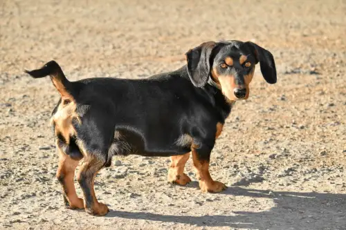 How to Prevent and Help Your Dog with IVDD Problem?