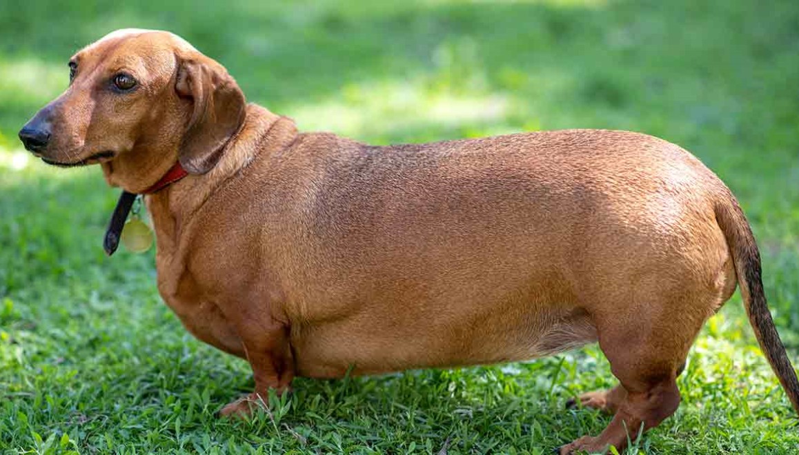 How to Prevent and Help Your Dog with IVDD Problem | Lovepluspet