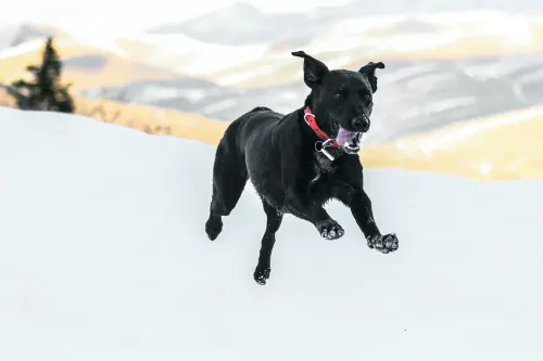 What are the Signs of a Dog Luxating Patella?