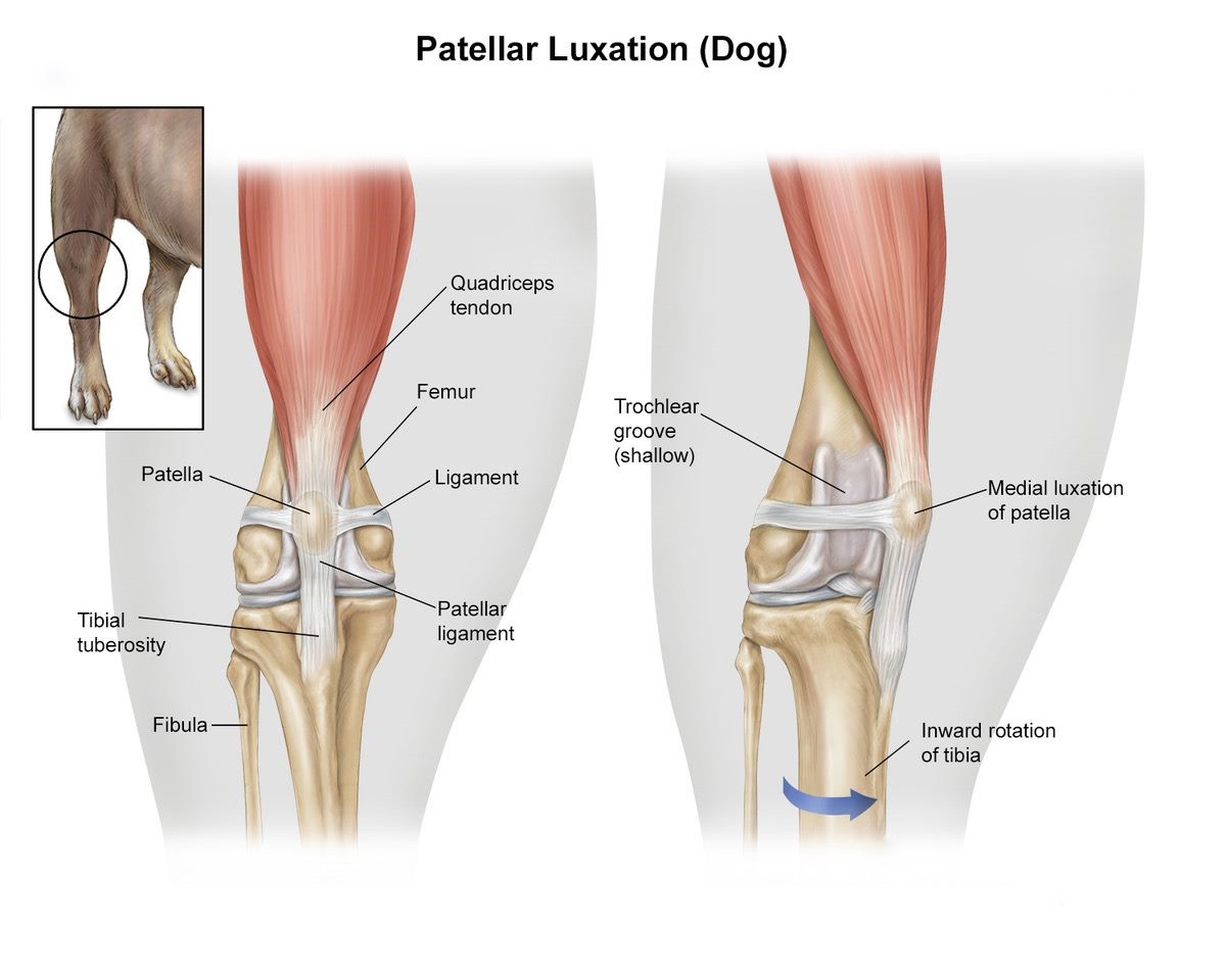 What are the Signs of a Dog Luxating Patella? | Lovepluspet