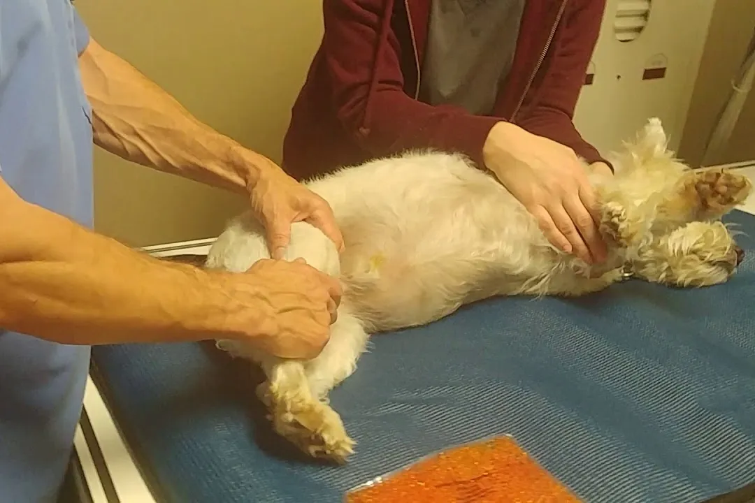How is Dog Diagnosed Luxating Patella | Loveplusept