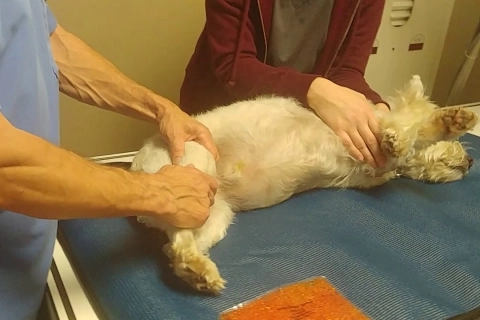 How is Dog Diagnosed Luxating Patella?