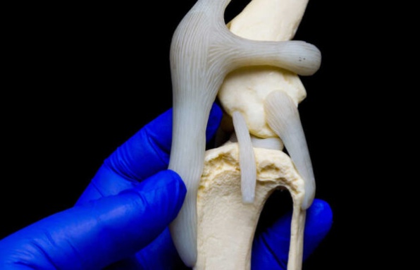 How is Dog Diagnosed Luxating Patella | Loveplusept