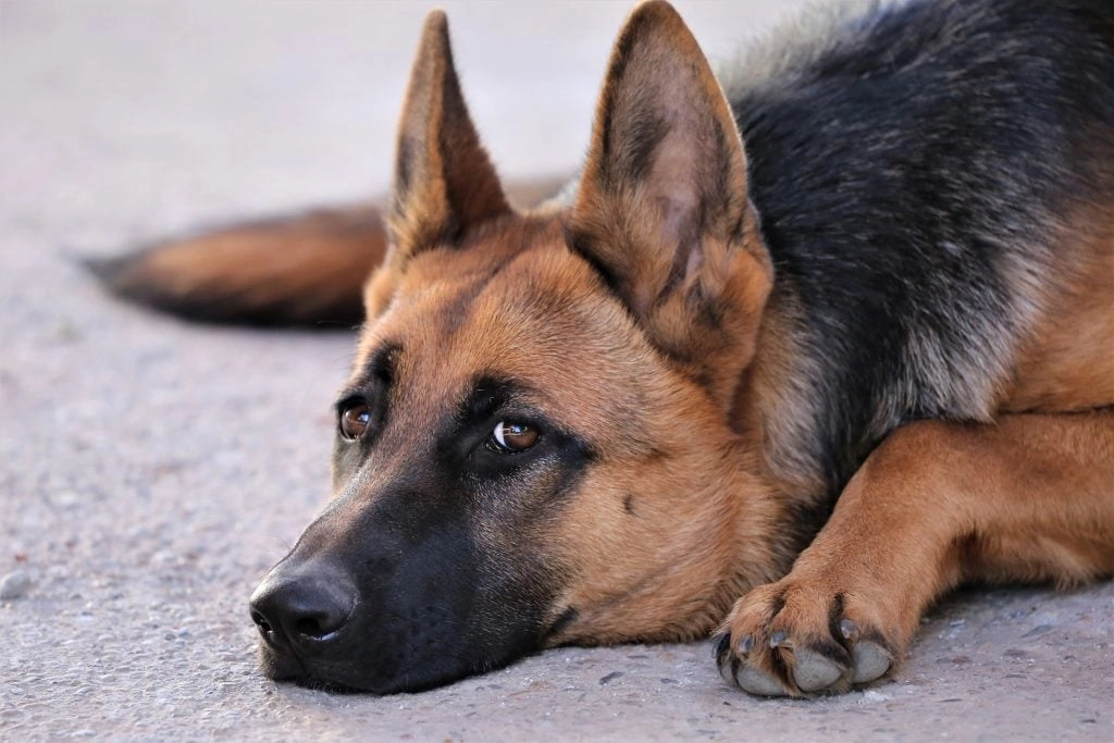 What Is Degenerative Myelopathy and IVDD In German Shepherds? | Lovepluspet