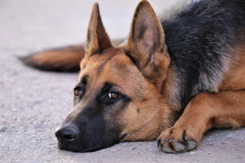 What Is Degenerative Myelopathy and IVDD In German Shepherds?