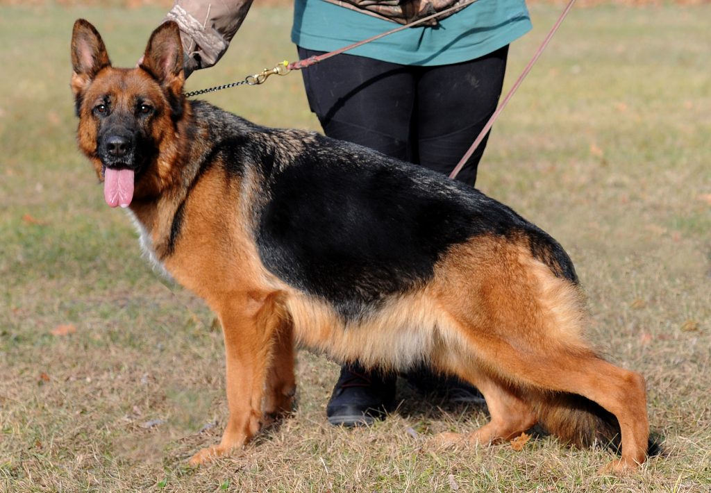 What Is Degenerative Myelopathy and IVDD In German Shepherds? | Lovepluspet