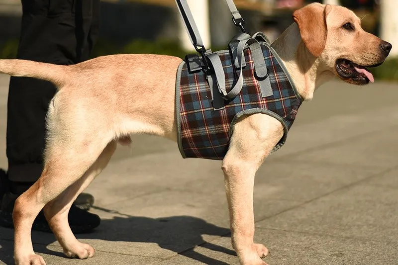 How to Choose the Right Support Harness for Your Dog?