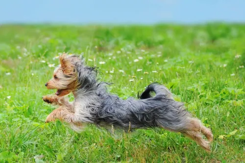 What is the Treatment for a Luxating Patella in Dogs?