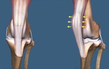 What is the Treatment for a Luxating Patella in Dogs? | Lovepluspet