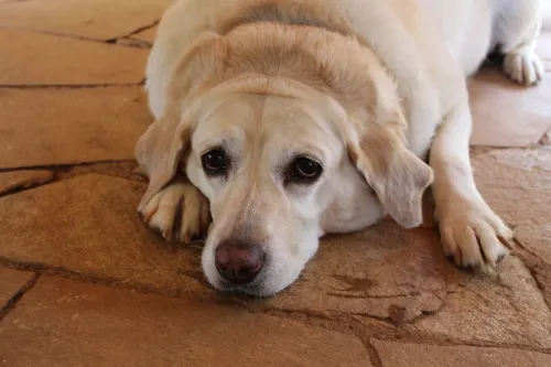 What is the signs of Osteoarthritis in dogs?