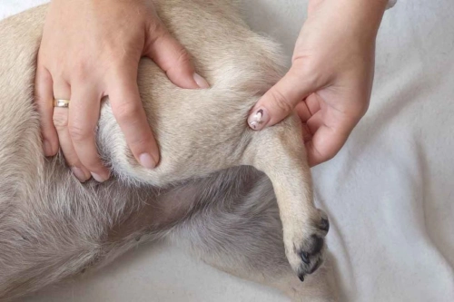 What is the Signs and Symptoms of a CCL in dogs? 