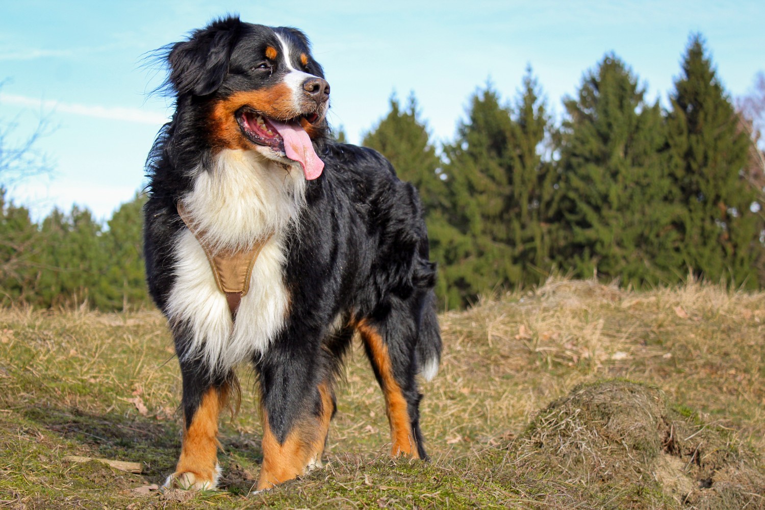 CCL Brace for Dogs, Has Your Dog Torn It's ACL?|Lovepluspet