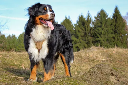 CCL Brace for Dogs- Has Your Dog Torn It's ACL?