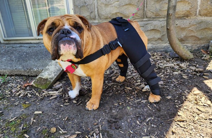 Dog Braces: Why Choose a Brace to Get Your Pet Moving Again | Lovepluspet