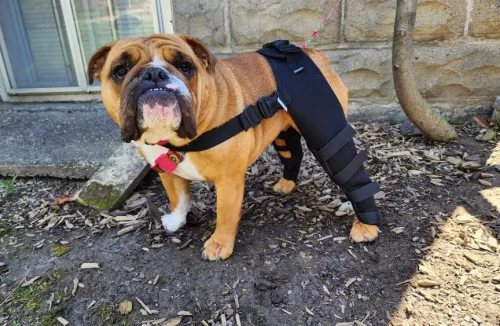 Why Choose a Dog Brace to Get Your Pet Moving Again