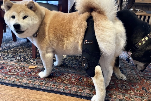 Do CCL Braces for Dogs Work?