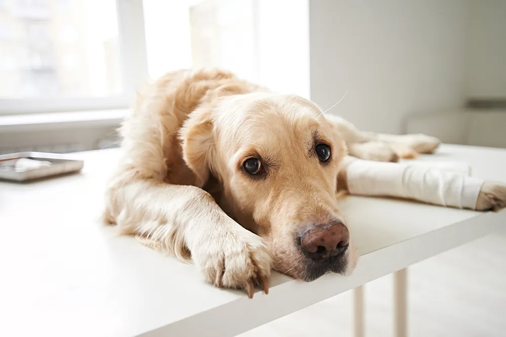 How do I provide wrist support for dogs? | Lovepluspet